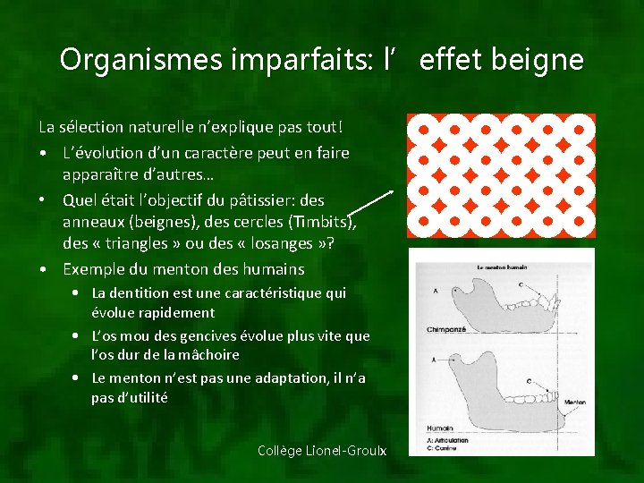 Organismes imparfaits: l’effet beigne La sélection naturelle n’explique pas tout! • L’évolution d’un caractère