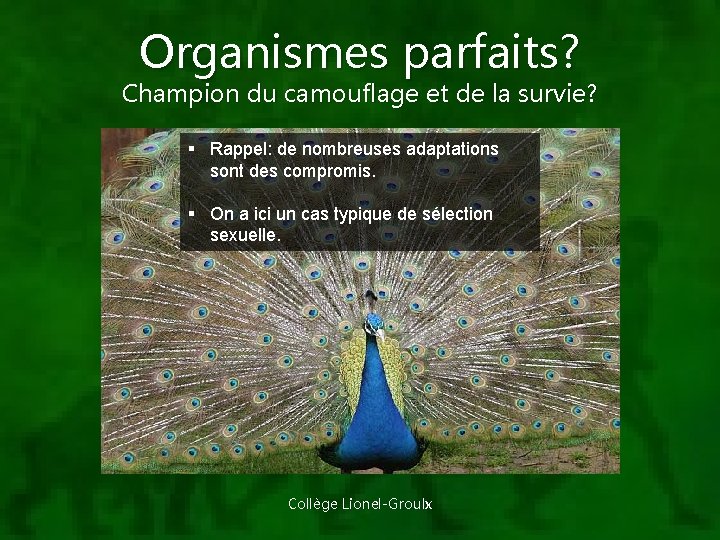 Organismes parfaits? Champion du camouflage et de la survie? § Rappel: de nombreuses adaptations