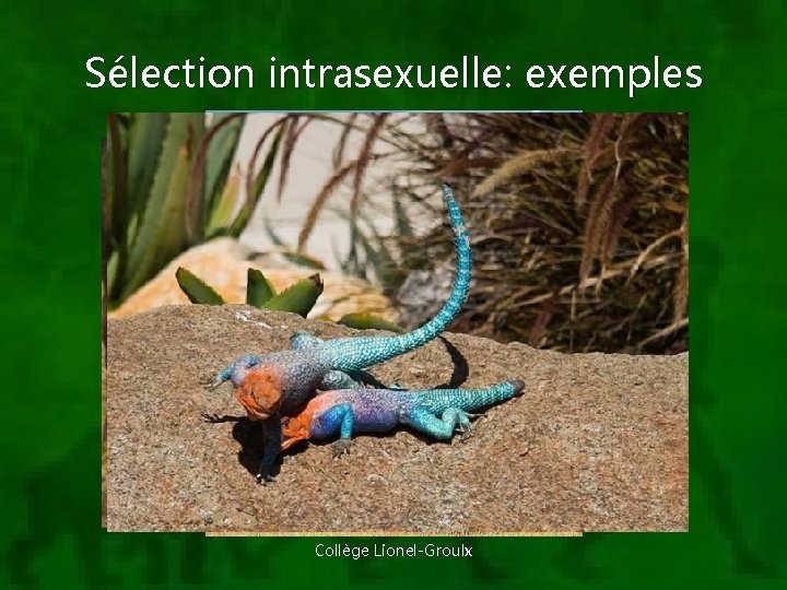 Sélection intrasexuelle: exemples Collège Lionel-Groulx 