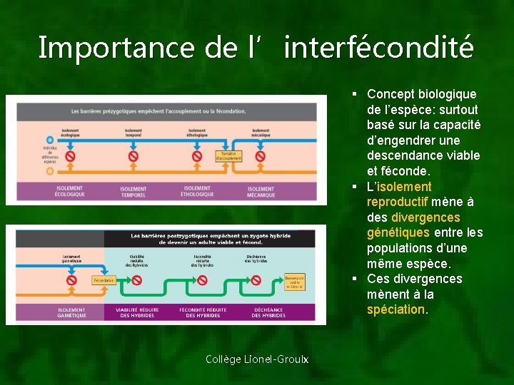 Importance de l’interfécondité § Concept biologique de l’espèce: surtout basé sur la capacité d’engendrer