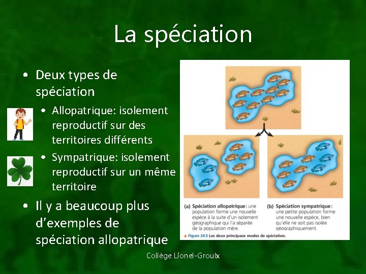 La spéciation • Deux types de spéciation • Allopatrique: isolement reproductif sur des territoires
