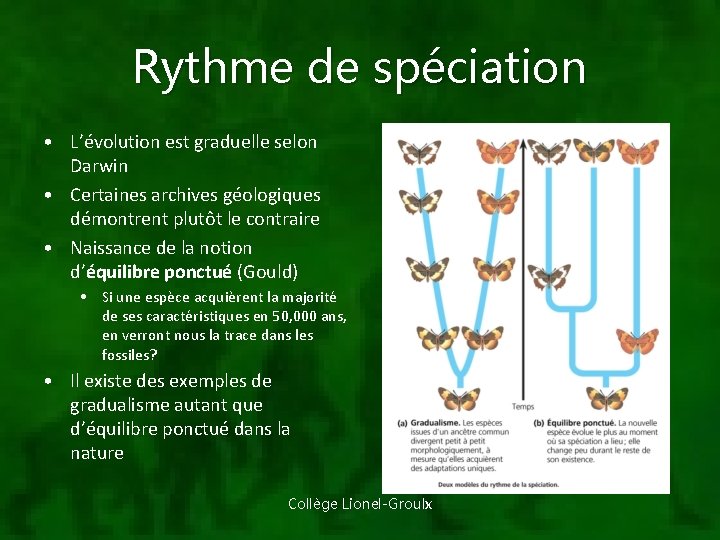 Rythme de spéciation • L’évolution est graduelle selon Darwin • Certaines archives géologiques démontrent