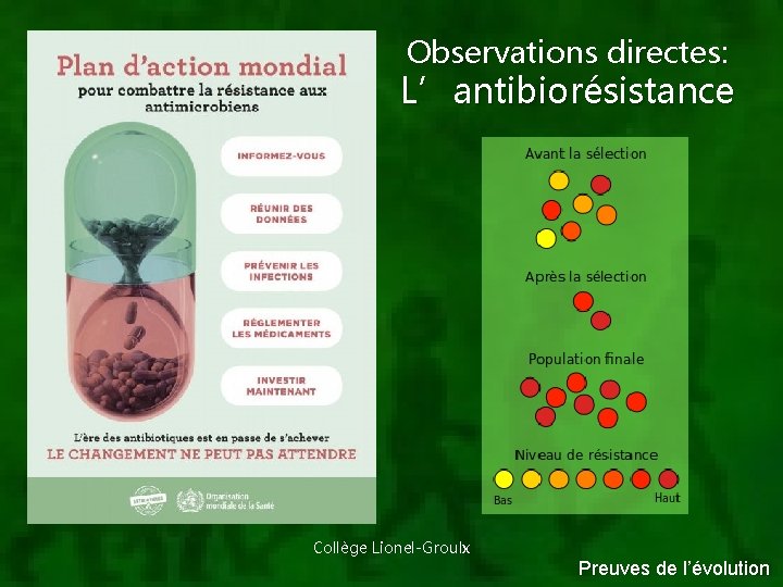 Observations directes: L’antibiorésistance Collège Lionel-Groulx Preuves de l’évolution 