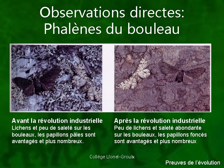 Observations directes: Phalènes du bouleau Avant la révolution industrielle Après la révolution industrielle Lichens