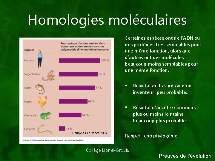 Homologies moléculaires Certaines espèces ont de l’ADN ou des protéines très semblables pour une