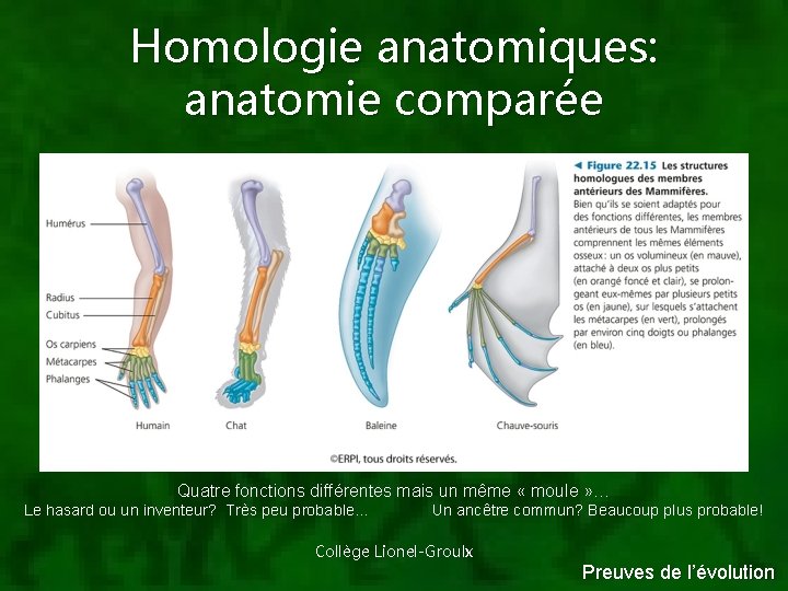 Homologie anatomiques: anatomie comparée Quatre fonctions différentes mais un même « moule » …