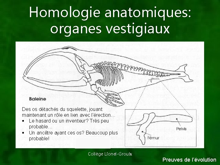 Homologie anatomiques: organes vestigiaux Des os détachés du squelette, jouant maintenant un rôle en