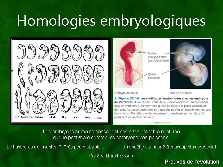 Homologies embryologiques Les embryons humains possèdent des sacs branchiaux et une queue postanale comme