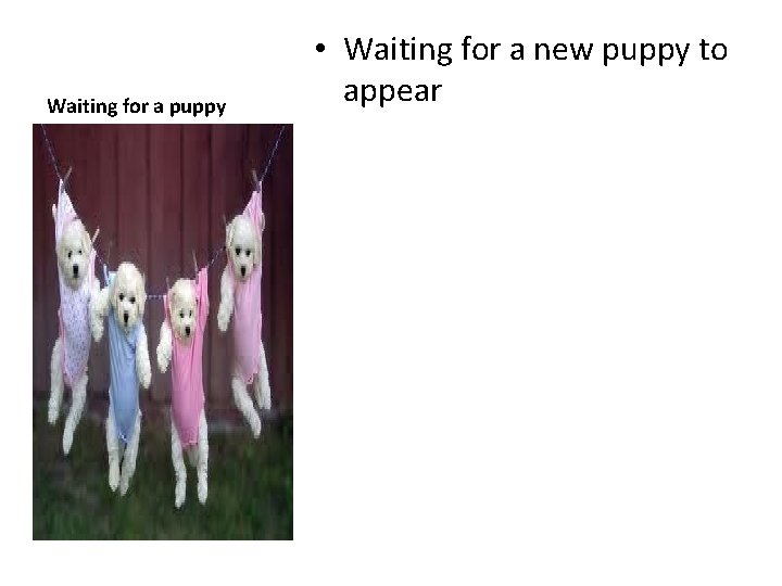 Waiting for a puppy • Waiting for a new puppy to appear 