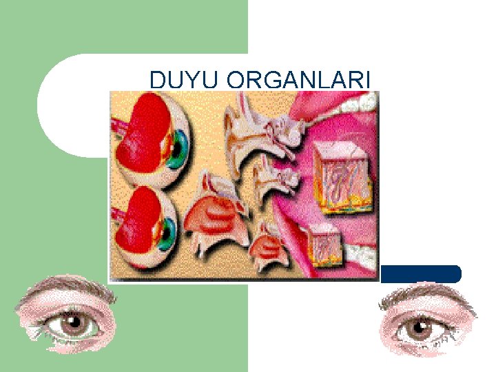 DUYU ORGANLARI 