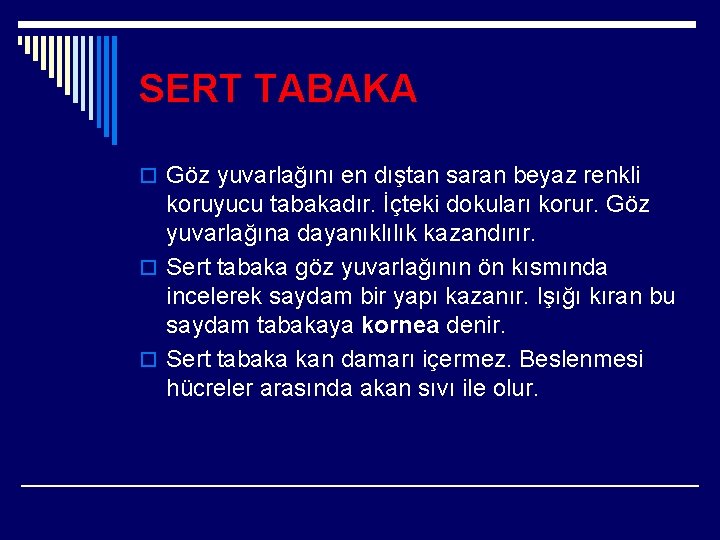 SERT TABAKA o Göz yuvarlağını en dıştan saran beyaz renkli koruyucu tabakadır. İçteki dokuları