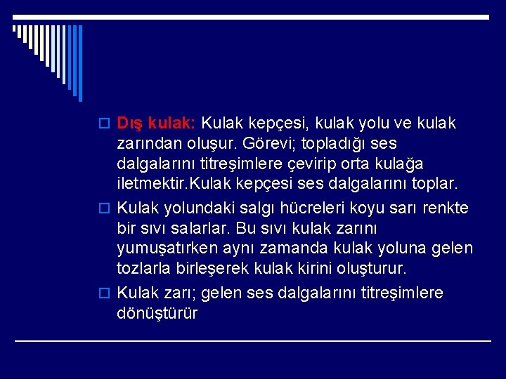 o Dış kulak: Kulak kepçesi, kulak yolu ve kulak zarından oluşur. Görevi; topladığı ses