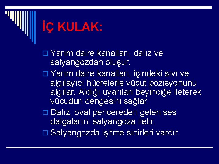 İÇ KULAK: o Yarım daire kanalları, dalız ve salyangozdan oluşur. o Yarım daire kanalları,