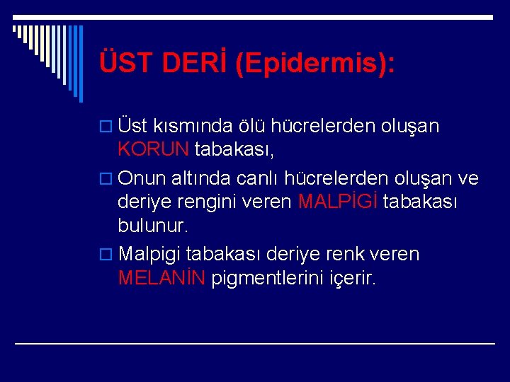 ÜST DERİ (Epidermis): o Üst kısmında ölü hücrelerden oluşan KORUN tabakası, o Onun altında