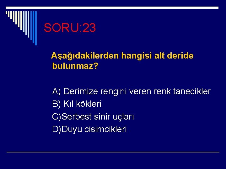 SORU: 23 Aşağıdakilerden hangisi alt deride bulunmaz? A) Derimize rengini veren renk tanecikler B)