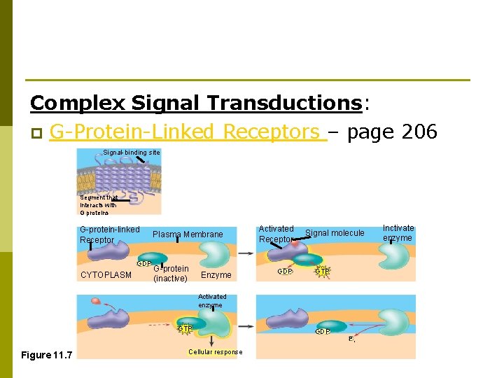 Complex Signal Transductions: p G-Protein-Linked Receptors – page 206 Signal-binding site Segment that interacts