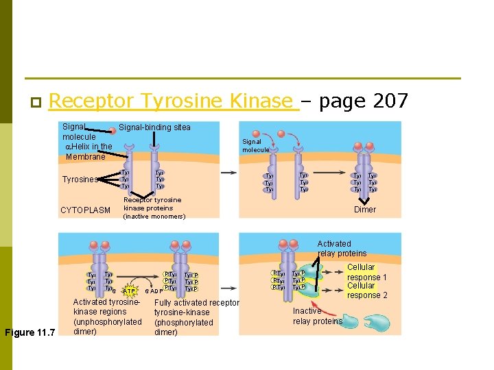 p Receptor Tyrosine Kinase – page 207 Signal-binding sitea molecule Helix in the Membrane