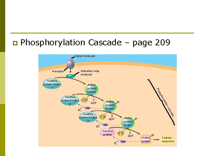 p Phosphorylation Cascade – page 209 Signal molecule Activated relay molecule Receptor Inactive protein