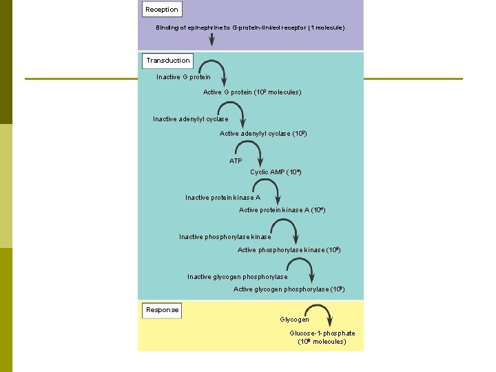 Reception Binding of epinephrine to G-protein-linked receptor (1 molecule) Transduction Inactive G protein Active