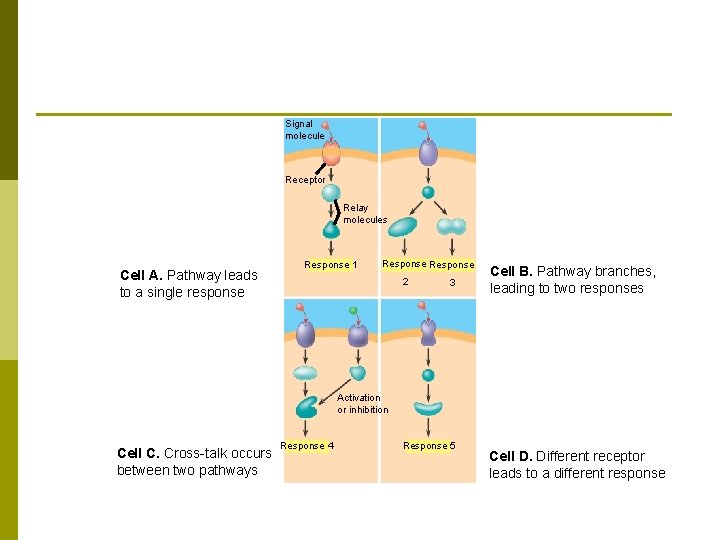 Signal molecule Receptor Relay molecules Cell A. Pathway leads to a single response Response