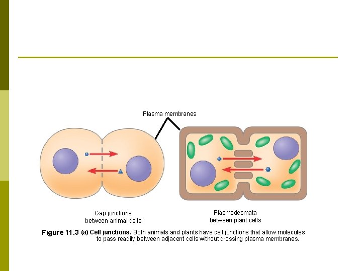 Plasma membranes Gap junctions between animal cells Plasmodesmata between plant cells Figure 11. 3