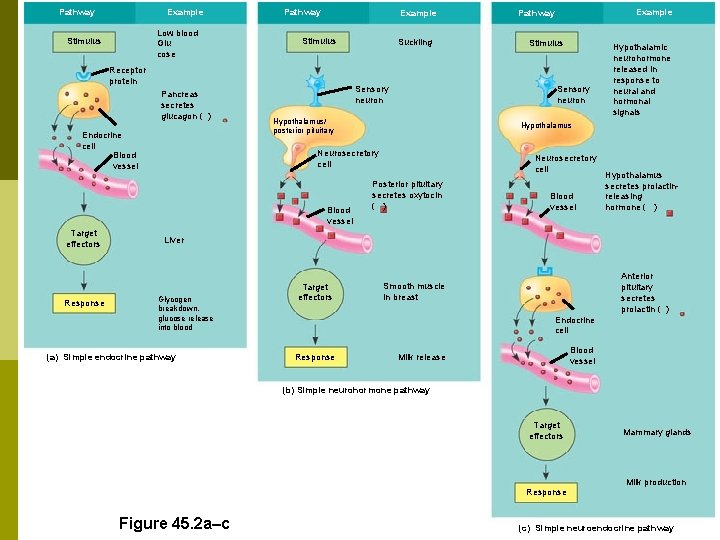 Pathway Example Low blood Glu cose Stimulus Pathway Example Stimulus Receptor protein Pancreas secretes