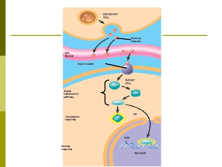 SECRETORY CELL Hormone molecule VIA BLOOD Signal receptor TARGET CELL Signal transduction pathway OR
