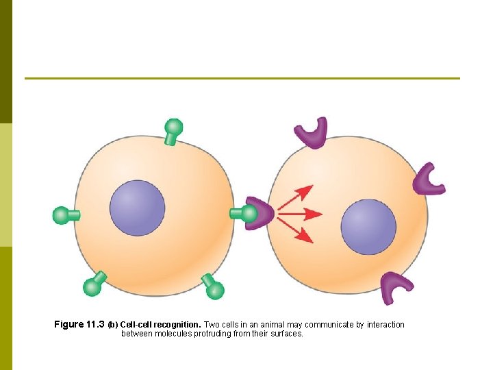 Figure 11. 3 (b) Cell-cell recognition. Two cells in an animal may communicate by