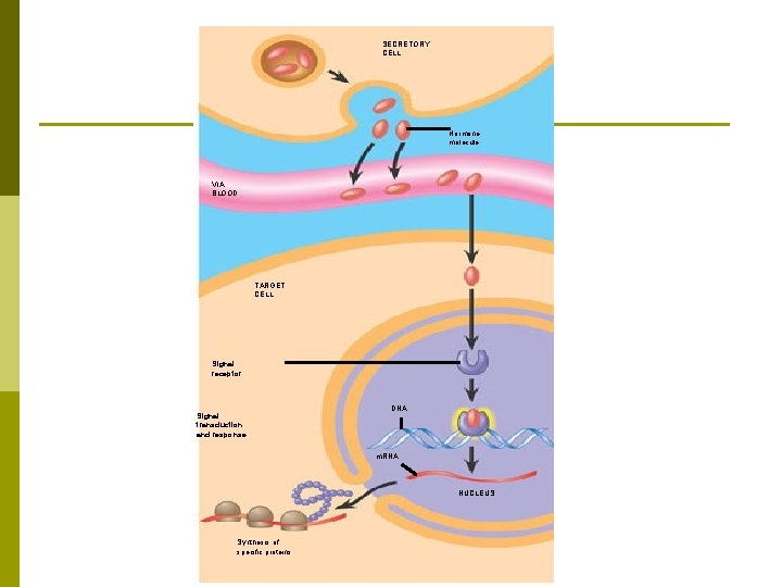 SECRETORY CELL Hormone molecule VIA BLOOD TARGET CELL Signal receptor Signal transduction and response