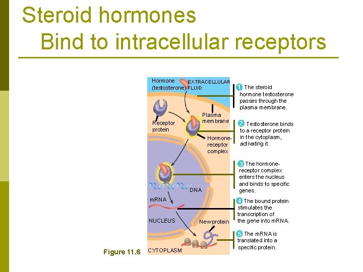 Steroid hormones Bind to intracellular receptors Hormone EXTRACELLULAR (testosterone) FLUID 1 The steroid hormone