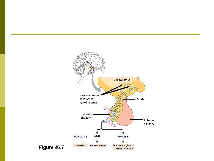 Hypothalamus Neurosecretory cells of the hypothalamus Axon Posterior pituitary HORMONE Figure 45. 7 TARGET