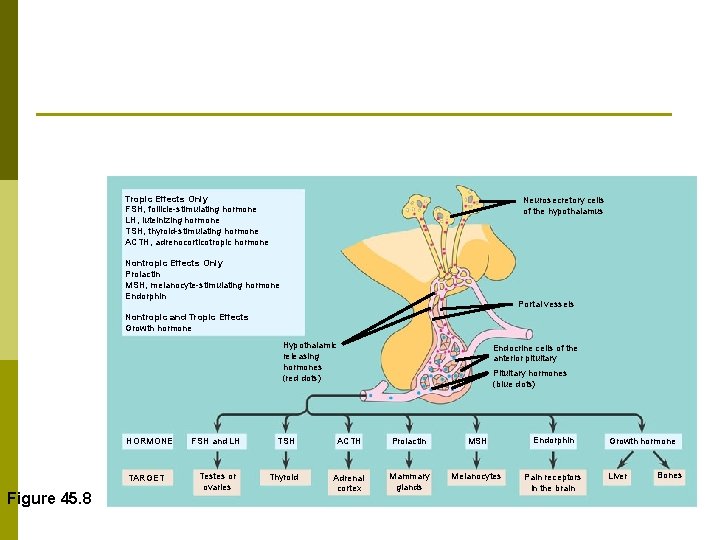 Tropic Effects Only FSH, follicle-stimulating hormone LH, luteinizing hormone TSH, thyroid-stimulating hormone ACTH, adrenocorticotropic
