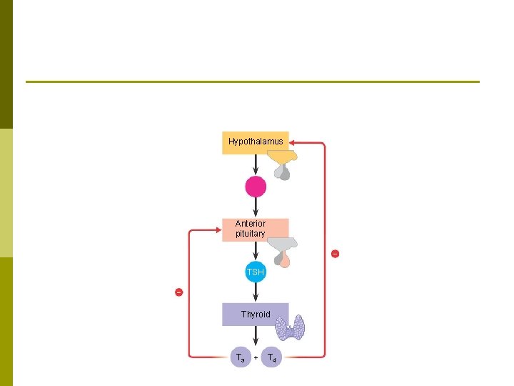 Hypothalamus Anterior pituitary TSH Thyroid T 3 + T 4 