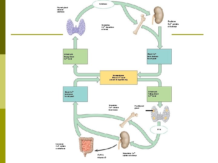 Calcitonin Thyroid gland releases calcitonin. Reduces Ca 2+ uptake in kidneys Stimulates Ca 2+