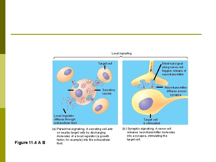 Local signaling Target cell Electrical signal along nerve cell triggers release of neurotransmitter Neurotransmitter
