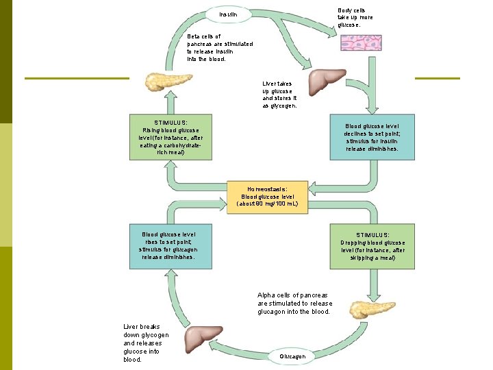 Body cells take up more glucose. Insulin Beta cells of pancreas are stimulated to
