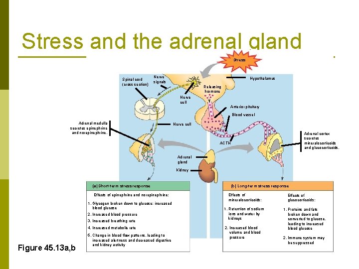 Stress and the adrenal gland Stress Spinal cord (cross section) Nerve signals Hypothalamus Releasing