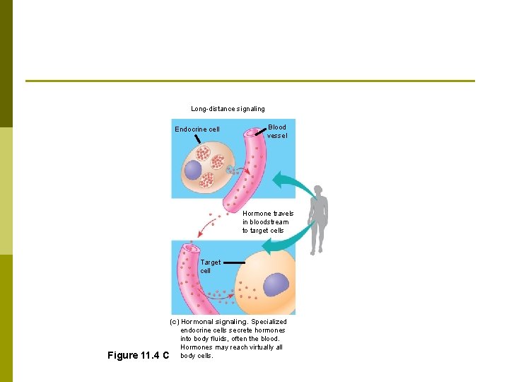 Long-distance signaling Endocrine cell Blood vessel Hormone travels in bloodstream to target cells Target