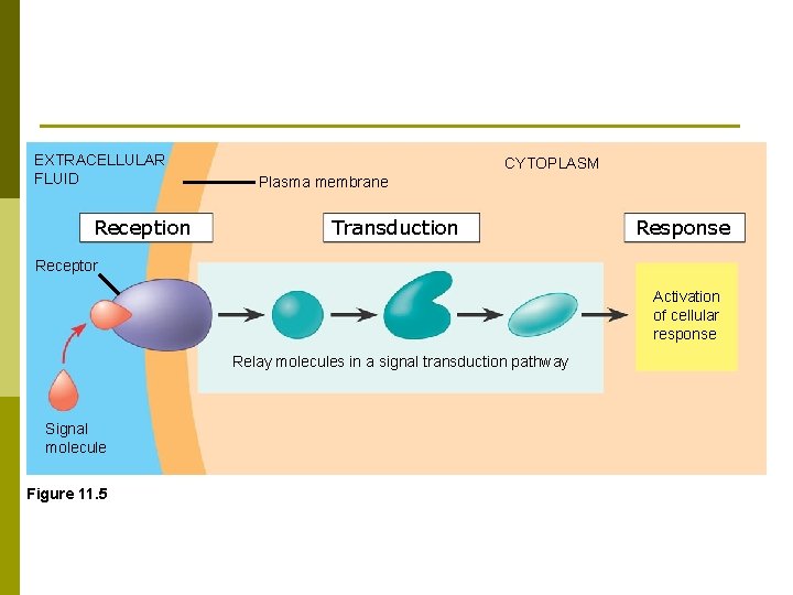 EXTRACELLULAR FLUID Reception CYTOPLASM Plasma membrane Transduction Response Receptor Activation of cellular response Relay