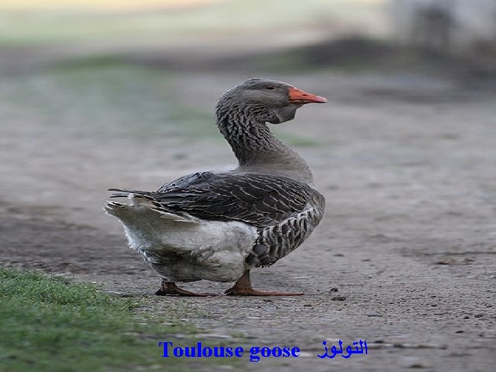 Toulouse goose ﺍﻟﺘﻮﻟﻮﺯ 