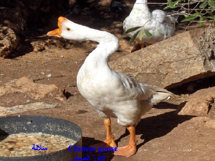  ﺳﻼﻟﺔ Chinese goose 