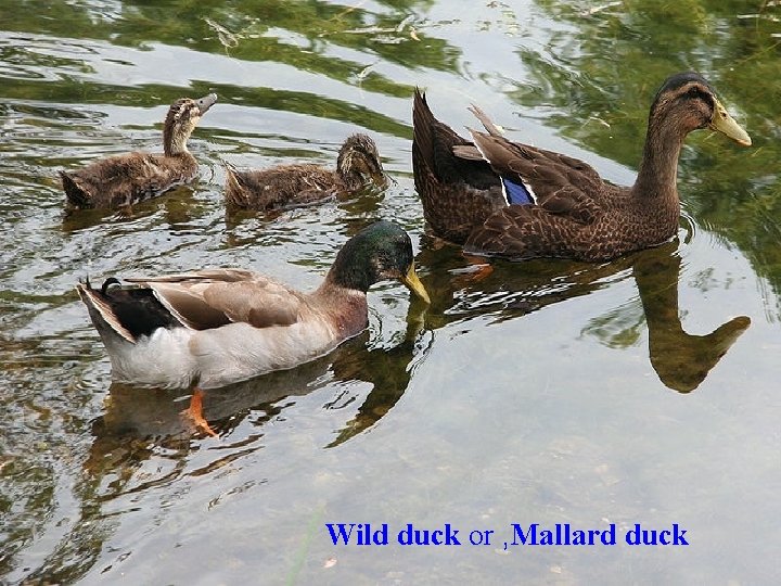 Wild duck or , Mallard duck 