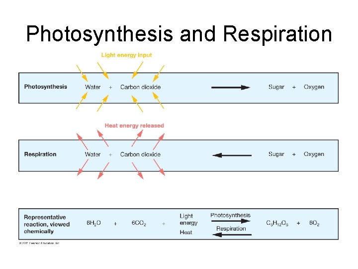 Photosynthesis and Respiration 
