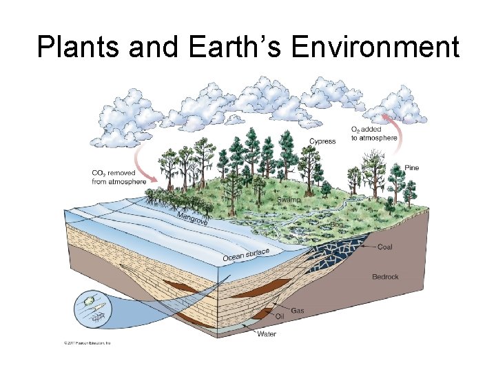 Plants and Earth’s Environment 