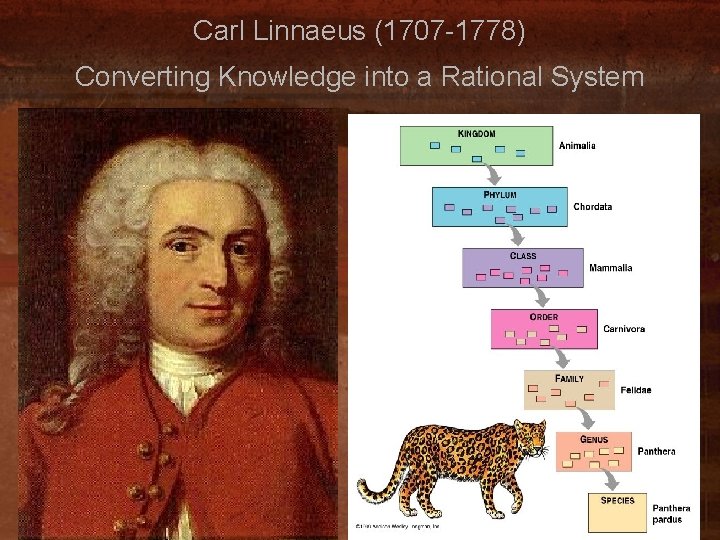 Carl Linnaeus (1707 -1778) Converting Knowledge into a Rational System 