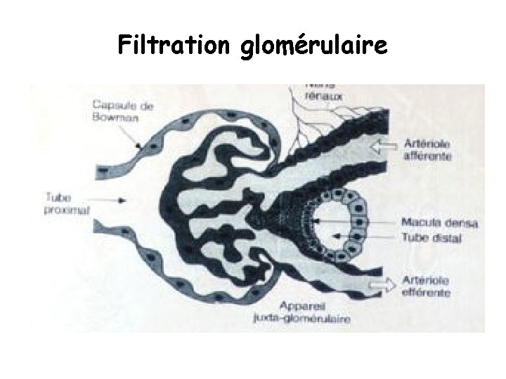 Filtration glomérulaire Filtration glomérulaire