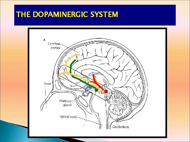 THE DOPAMINERGIC SYSTEM 