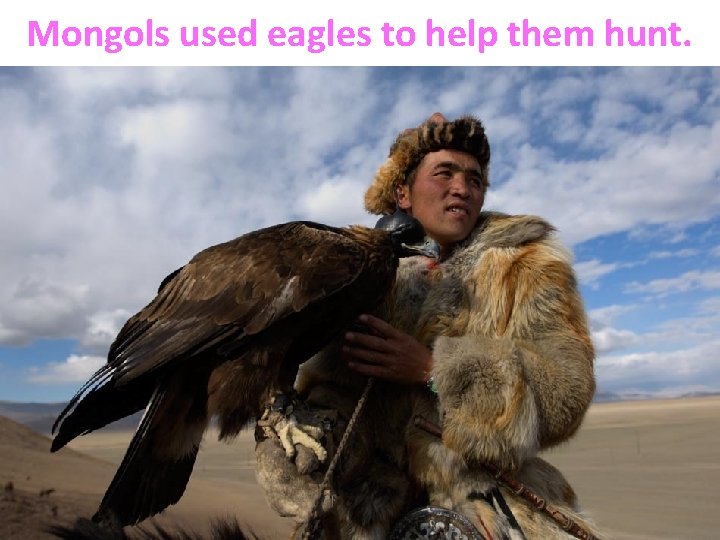 Mongols used eagles to help them hunt. 