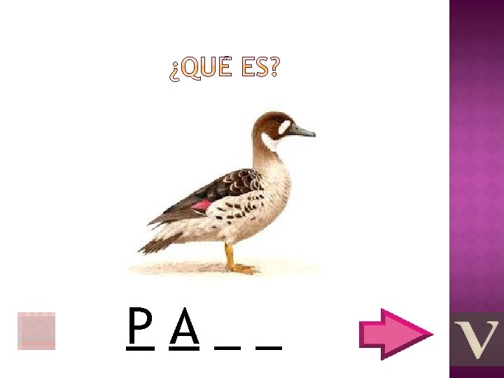 PA__ 