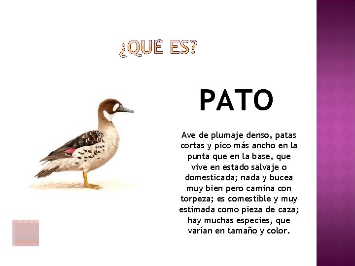 PATO Ave de plumaje denso, patas cortas y pico más ancho en la punta